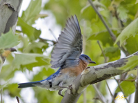 Eastern Bluebird 3415